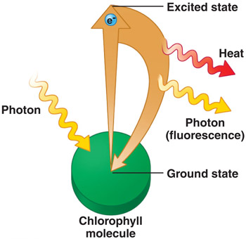 diagram of chlorophyll when light hits it