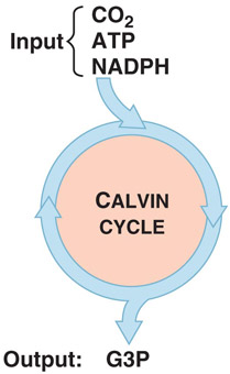 input/output Calvin Cycle diagram