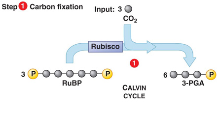 carbon fixation