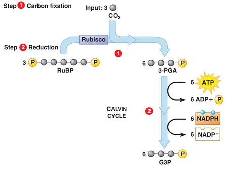 reduction