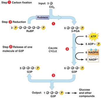 release of one molecule of G3P