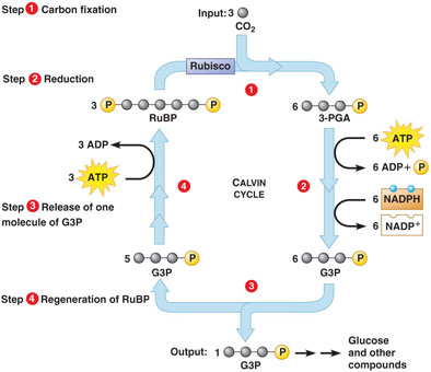 regeneration of RuBP