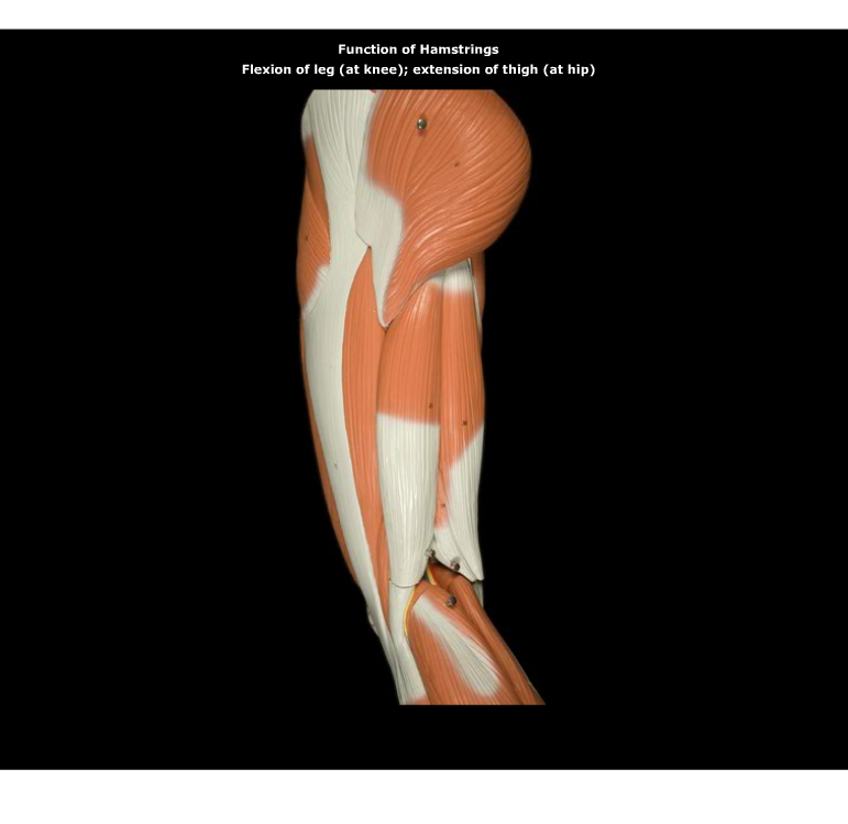 The Hamstrings Lateral View