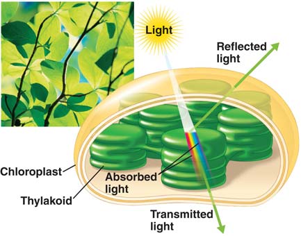 diagram of light absorbtion of chloroplasts